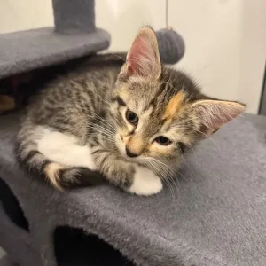 7 bengal cross kittens - Image 3