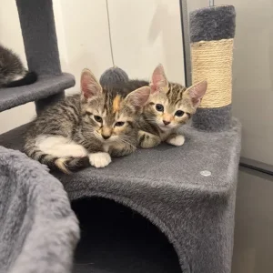7 bengal cross kittens - Image 4