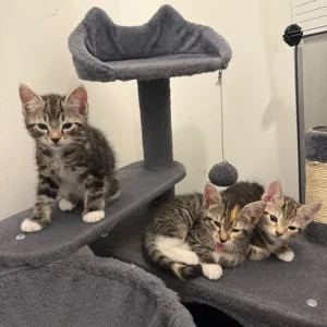 7 bengal cross kittens - Image 5