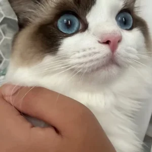 9-month-old Ragdoll kitten - Image 2