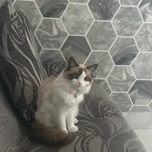 9-month-old Ragdoll kitten - Image 3
