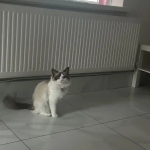 9-month-old Ragdoll kitten