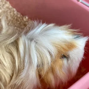 2 Beautiful Female Guinea Pigs, 18 Months Old - Image 2