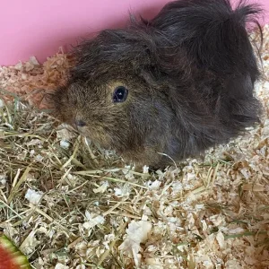 2 Beautiful Female Guinea Pigs, 18 Months Old - Image 3