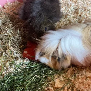 2 Beautiful Female Guinea Pigs, 18 Months Old