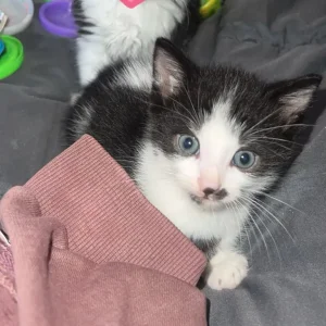8 week old black and white kitten - Image 2