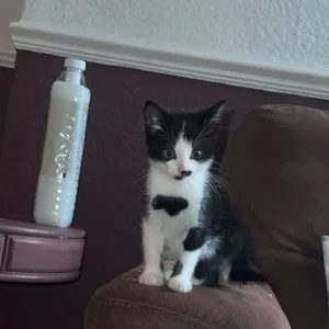 8 week old black and white kitten - Image 3