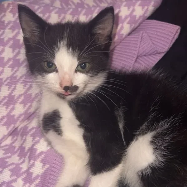 8 week old black and white kitten