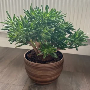 Crassula ovata Hobbit Plant - Image 2