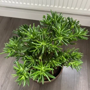 Crassula ovata Hobbit Plant - Image 3