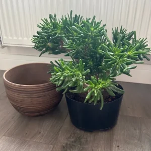 Crassula ovata Hobbit Plant