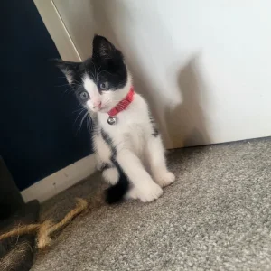 Little boy kitten - Image 2