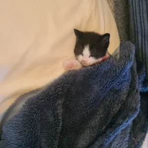 Little boy kitten - Image 3
