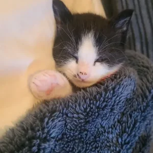 Little boy kitten - Image 4