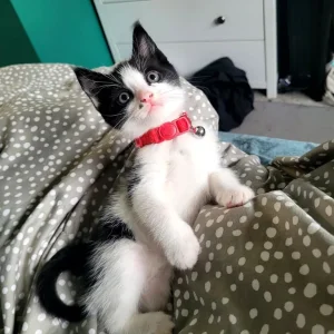 Little boy kitten