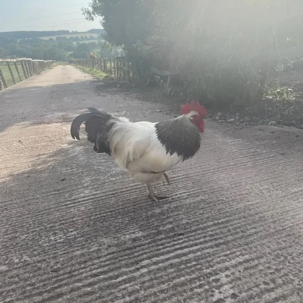 Light Sussex cockerel
