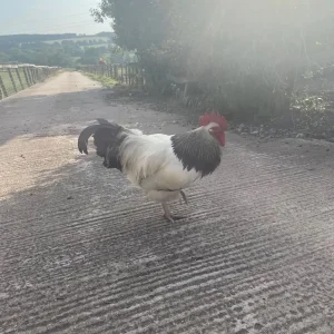Light Sussex cockerel
