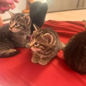 4 Tabby Kittens - Image 2