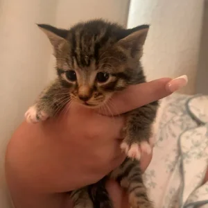 4 Tabby Kittens - Image 3