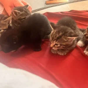 4 Tabby Kittens - Image 4