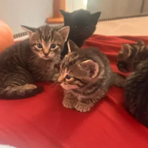 4 Tabby Kittens