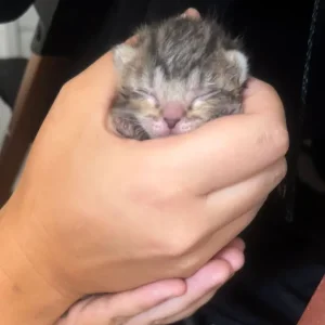 British shorthair kittens - Image 3