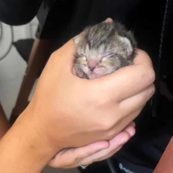 British shorthair kittens