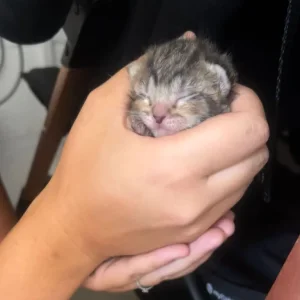 British shorthair kittens