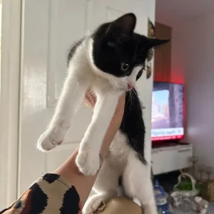 Male 8-9 week old black and white kitten - Image 2