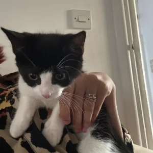 Male 8-9 week old black and white kitten