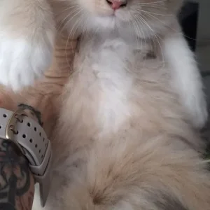 4 Maine Coon kittens - Image 2
