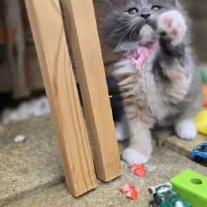 4 Maine Coon kittens - Image 7