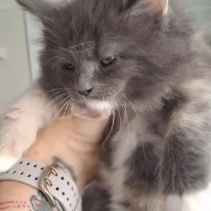 4 Maine Coon kittens