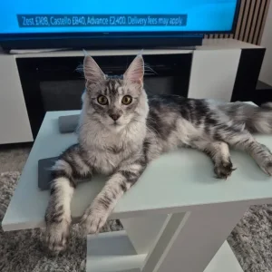 Silver tabby female maincoon - Image 2