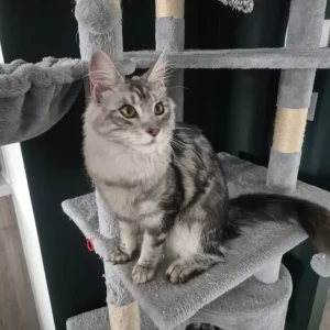 Silver tabby female maincoon - Image 3