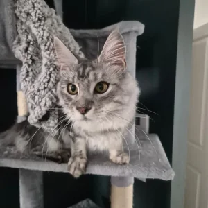 Silver tabby female maincoon - Image 4