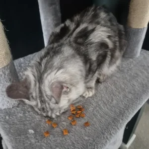 Silver tabby female maincoon - Image 5