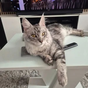 Silver tabby female maincoon - Image 6