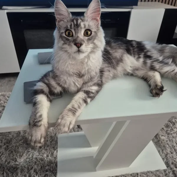 Silver tabby female maincoon