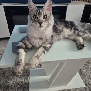 Silver tabby female maincoon