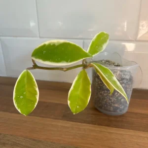 Small Hoya Plant