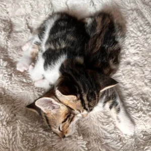 Two sweet kittens - Image 2