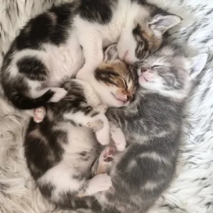 Two sweet kittens - Image 3