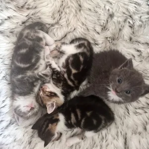 Two sweet kittens - Image 4