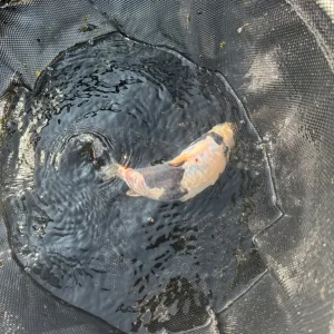 4 Koi Carp - Image 2