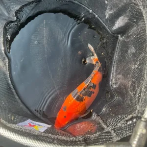 4 Koi Carp - Image 3