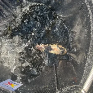 4 Koi Carp - Image 4