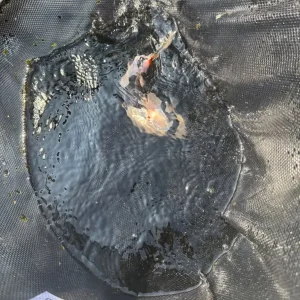 4 Koi Carp - Image 5