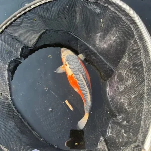 4 Koi Carp - Image 6