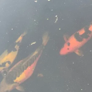 4 Koi Carp - Image 7